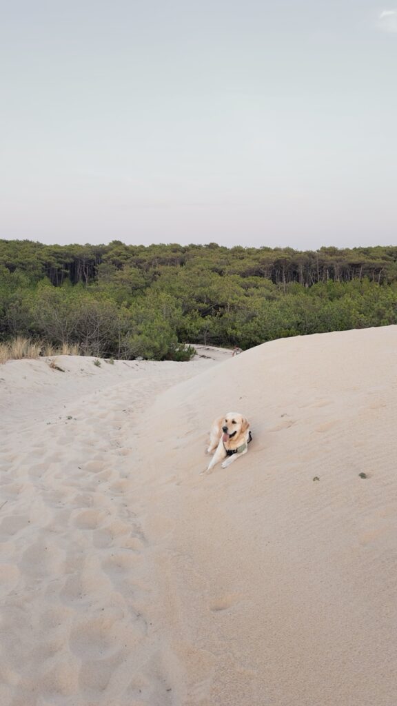 Chien golden retriever allongé sur une dune de sable devant une forêt de pins dans les Landes