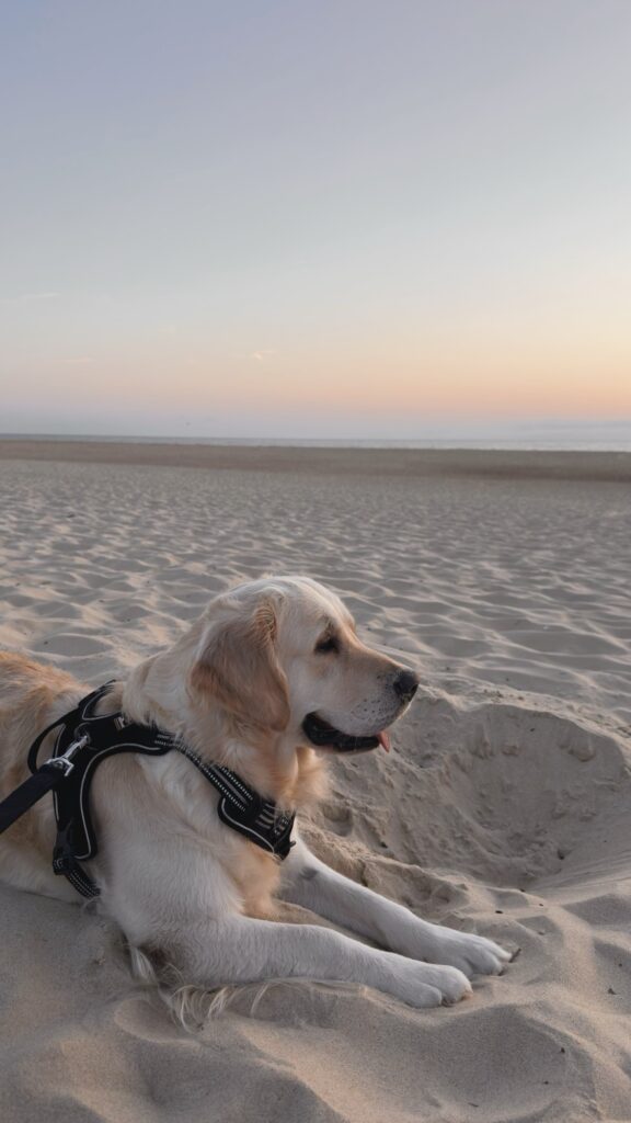 Golden retriever avec harnais allongé sur une plage de sable au coucher du soleil, près d'un trou creusé