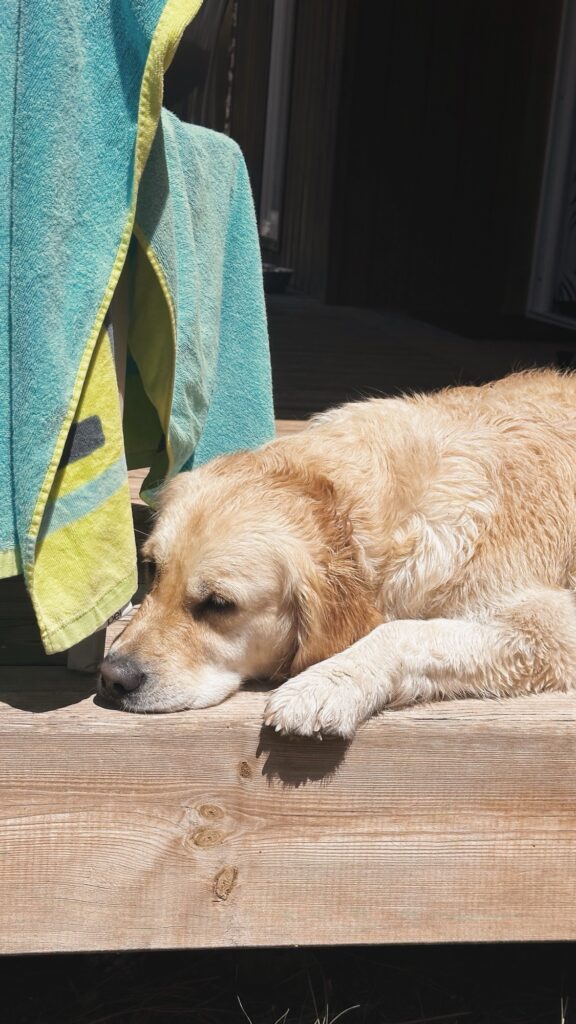 Golden retriever endormi au soleil sur une terrasse en bois, à côté d'une serviette bleue et jaune